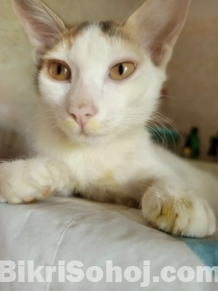 urgent cat adopted 01720896065